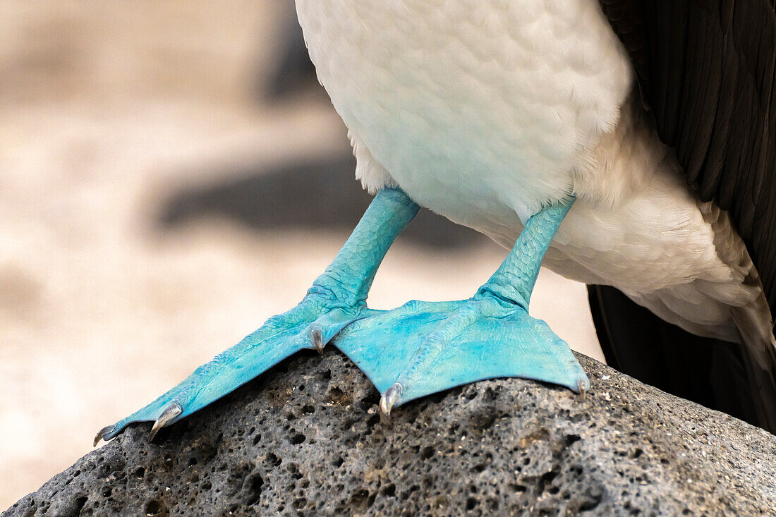 Ecuador, Galapagos National Park, Isla Lobos. Close-up of blue-footed booby's webbed feet.