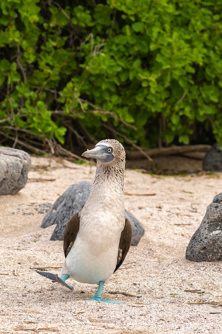 Ecuador, Galapagos-Nationalpark, Isla Lobos. Blaufußtölpel beim Tanzen.