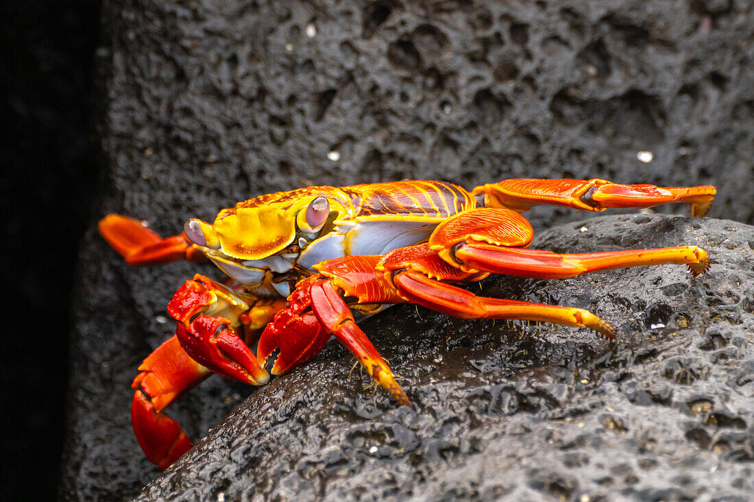 Ecuador, Galapagos-Nationalpark, Mosquera-Insel. Sally-Leichtfußkrabbe, Nahaufnahme.