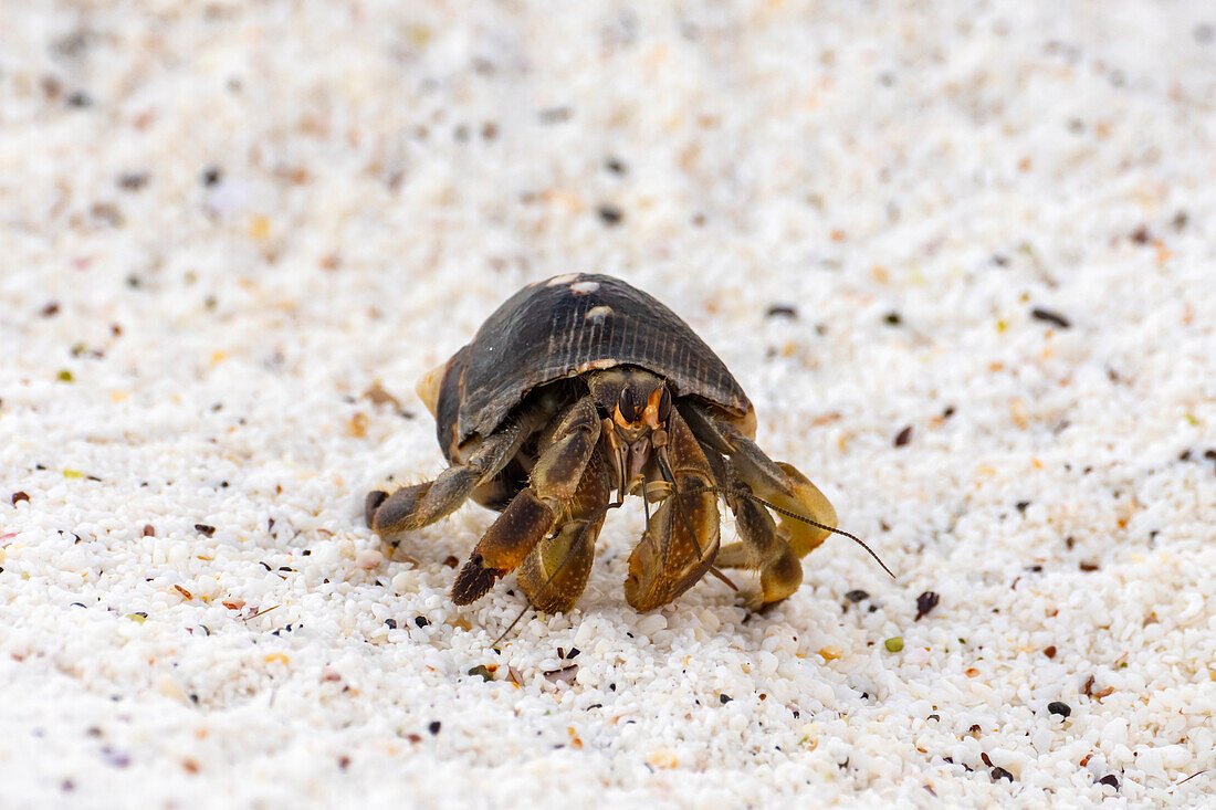 Ecuador, Galapagos National Park, Espanola Insel, Gardiner Bay. Einsiedlerkrebs am Strand.