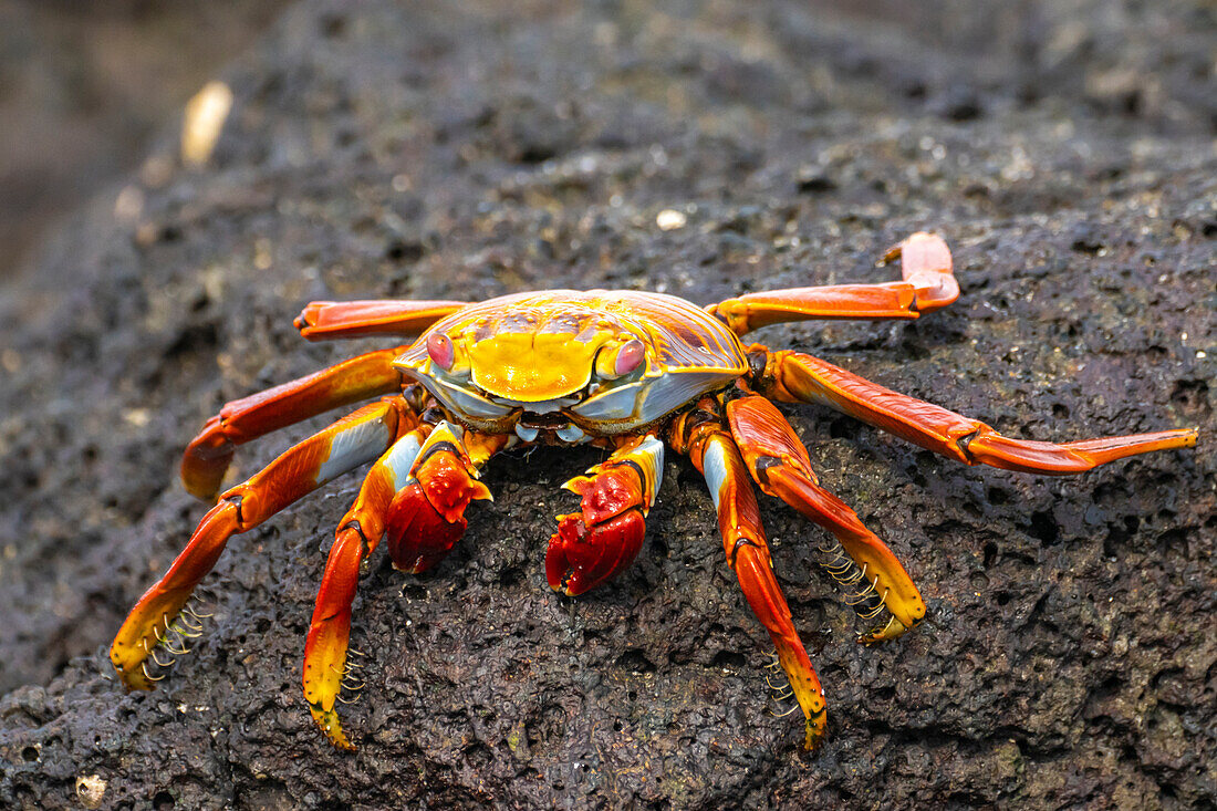 Ecuador, Galapagos National Park, Mosquera Island. Sally lightfoot crab close-up.