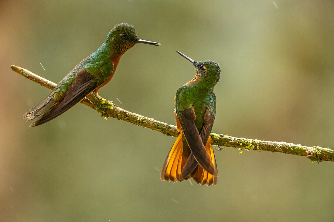 Ecuador, Guango. Kastanienbrustkolibri aus der Nähe.