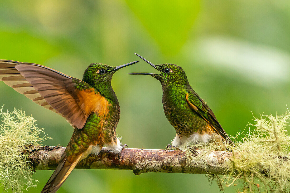 Ecuador, Guango. Buff-tailed coronet hummingbirds fighting.