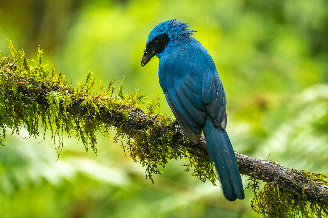 Ecuador, Guango. Turquoise jay on limb.