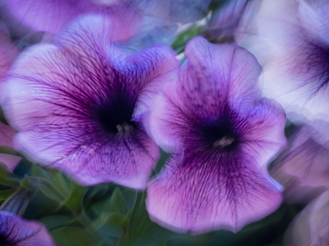 Purple petunias