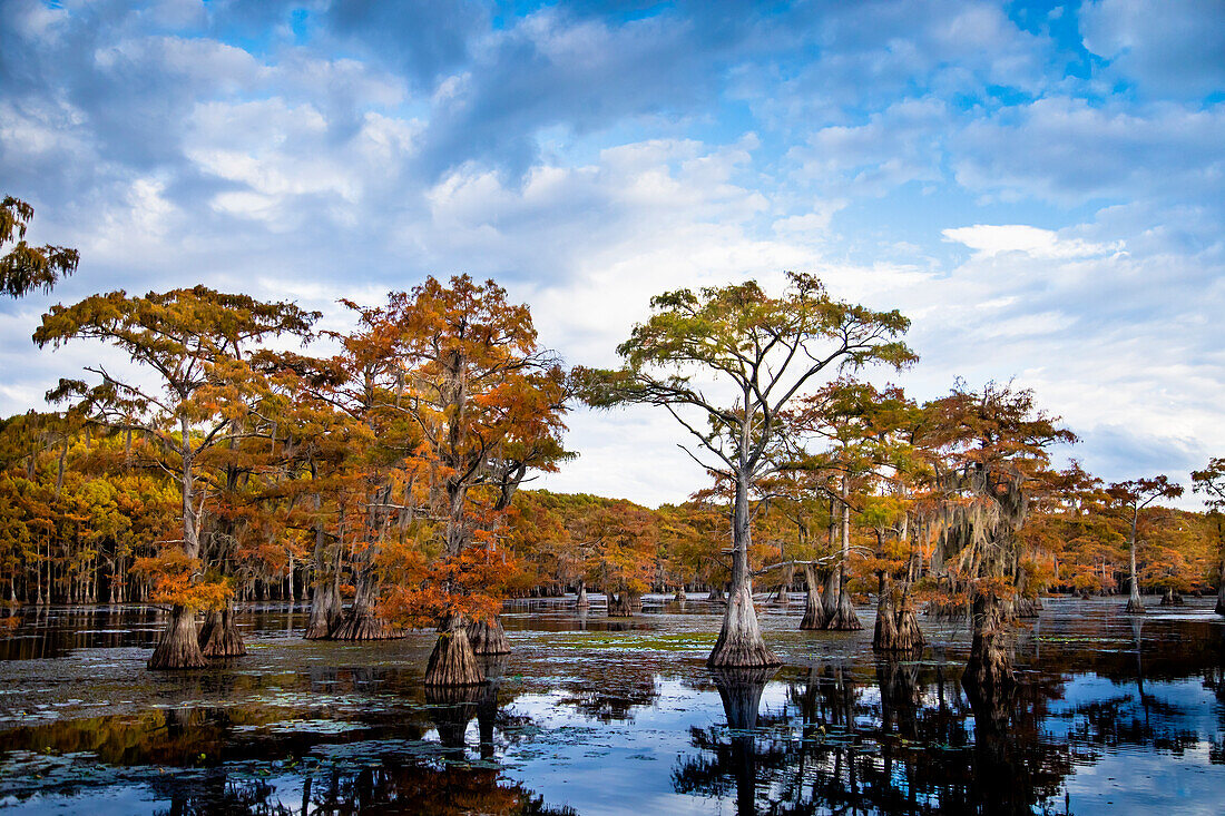 Sumpfzypressen in der Herbstfärbung am Caddo Lake, Texas