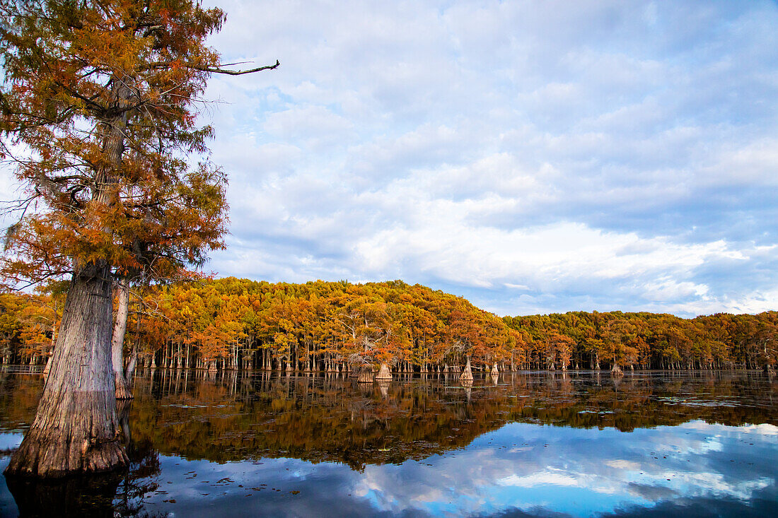 Sumpfzypressenwald, Caddo Lake, Texas