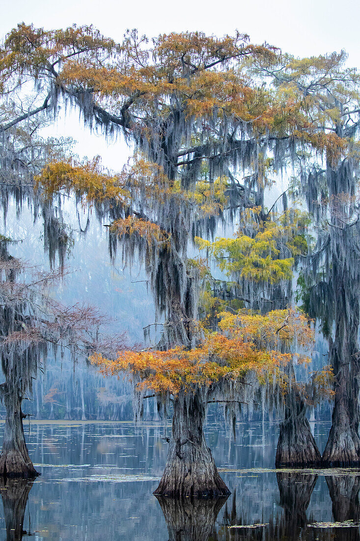 Bald cypress in fall color