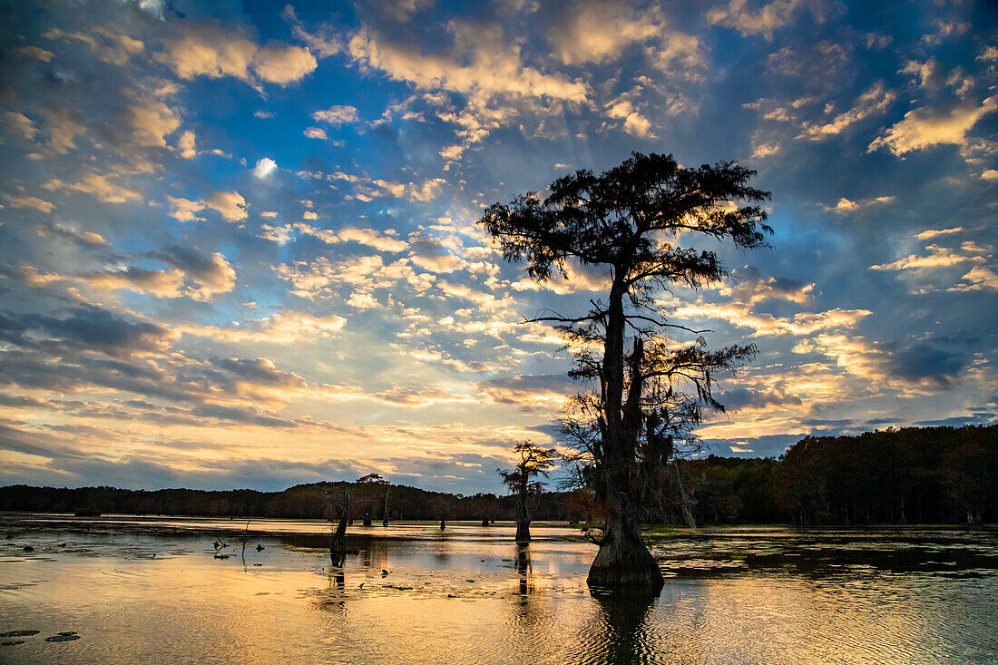 Sumpfzypresse bei Sonnenaufgang, Caddo Lake, Texas, im Schatten