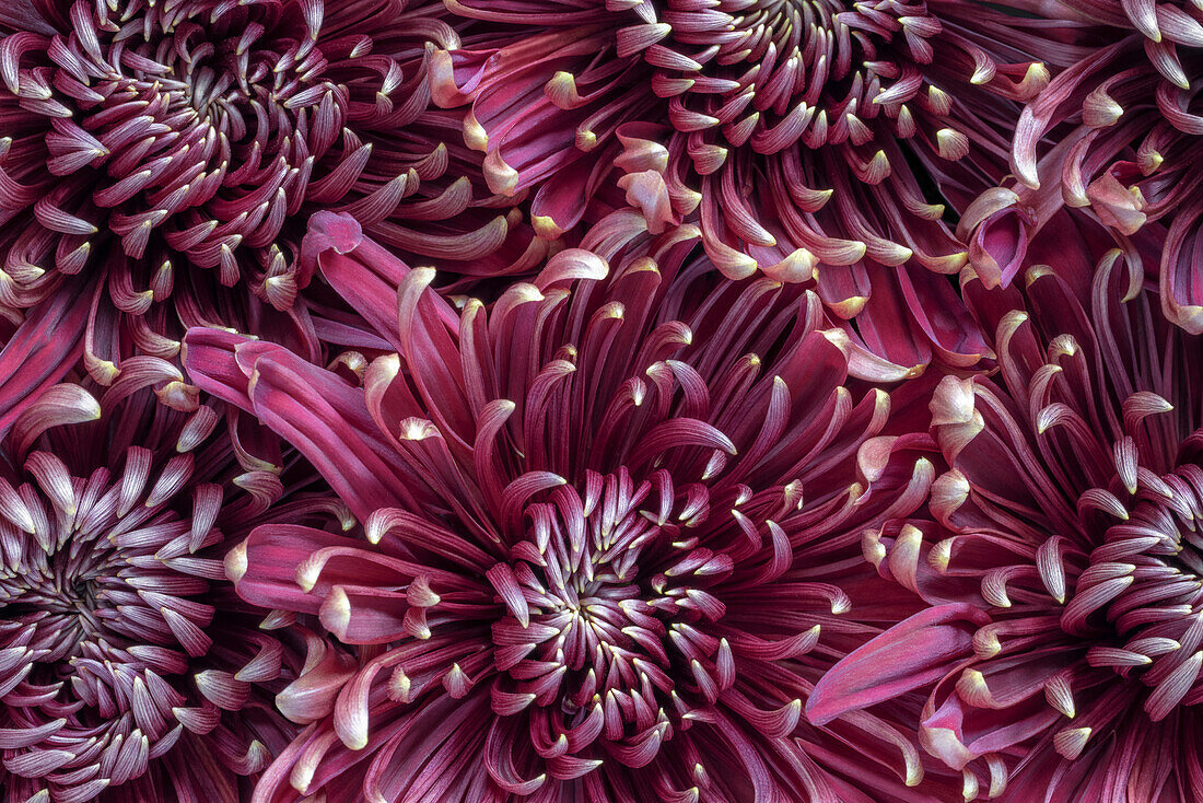 Chrysanthemen (Mums).