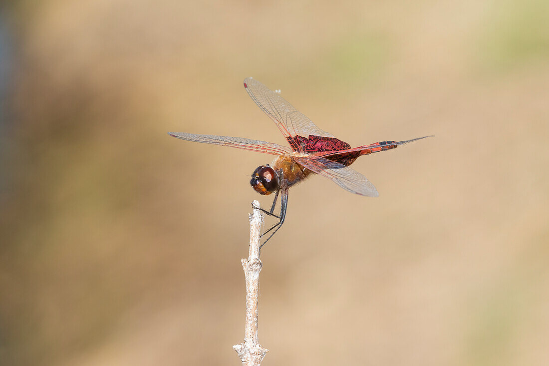 Carolina Saddlebags male