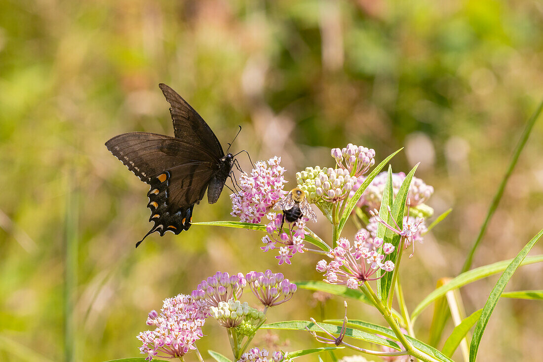 Eastern Tiger swallowtail female black form on swamp milkweed
