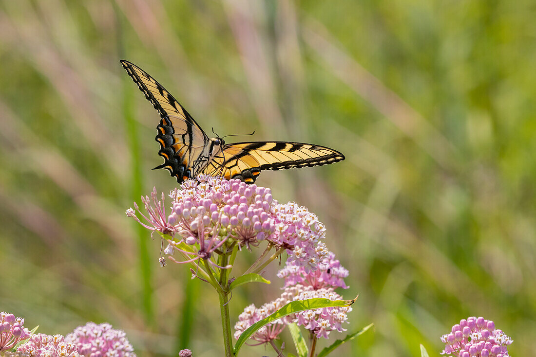 Eastern Tiger swallowtail on swamp milkweed