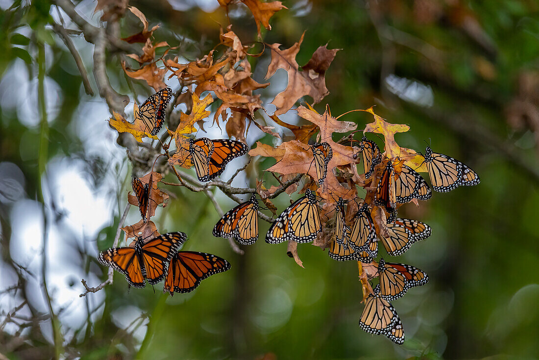 Monarchs gathering to roost in tree during migration south