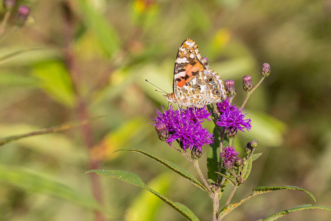 Painted Lady on Missouri Ironweed