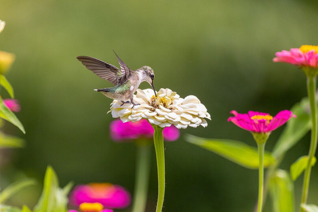 Ruby-throated hummingbird