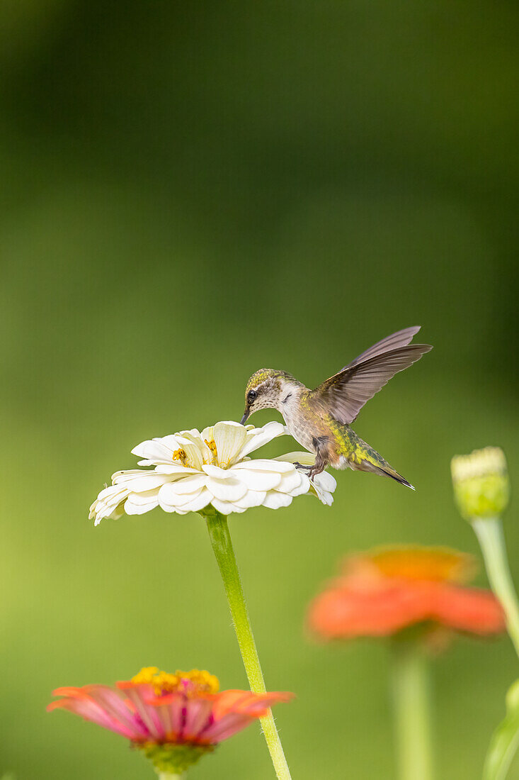 Ruby-throated hummingbird