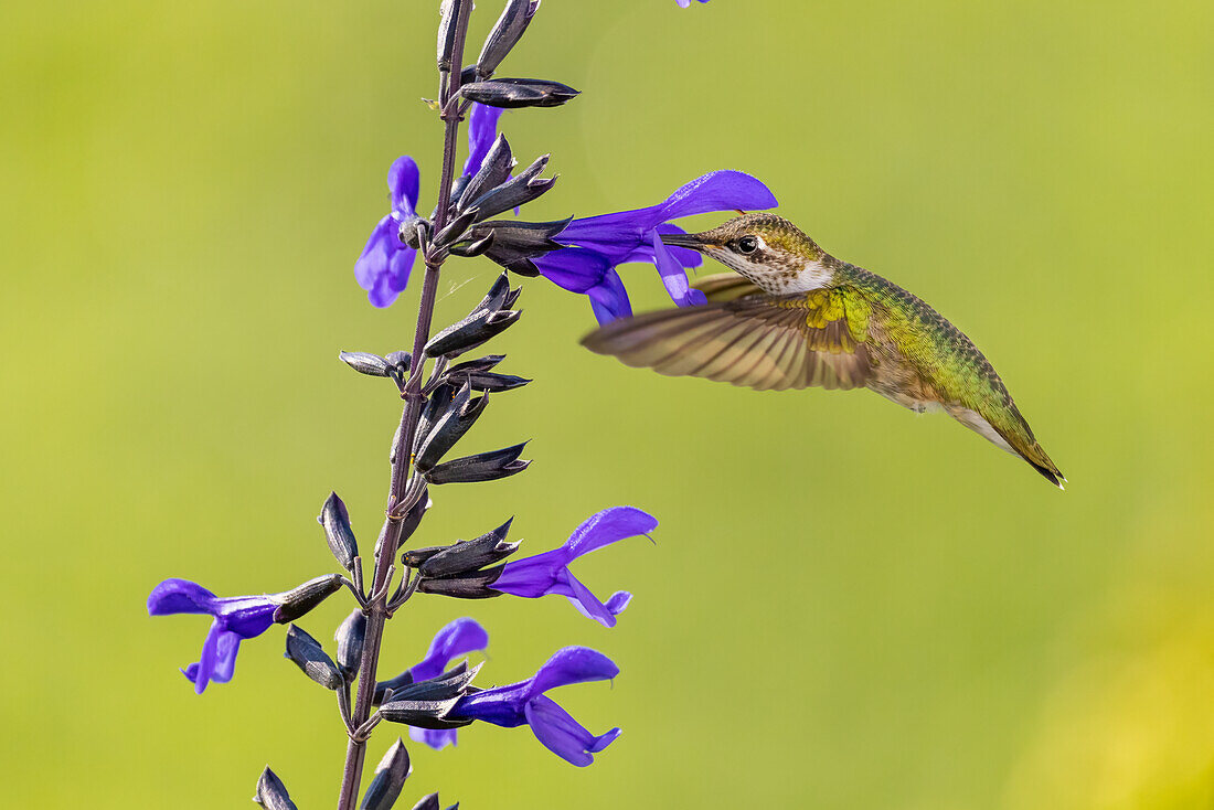 Ruby-throated hummingbird at black and blue salvia