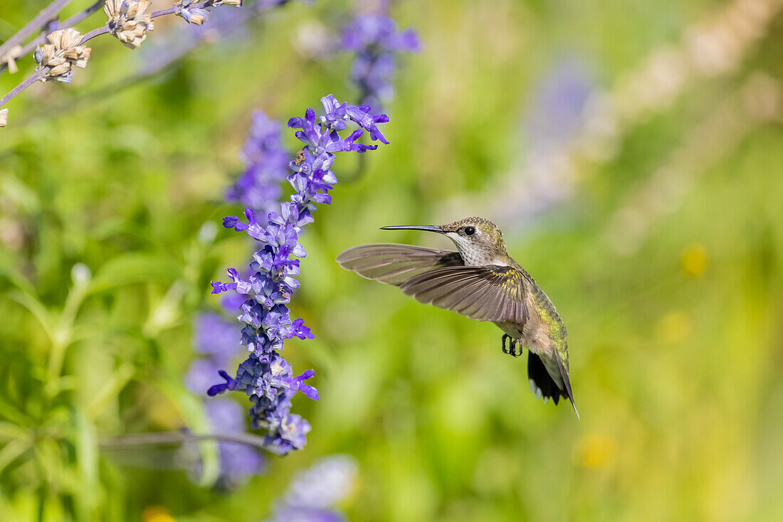 Ruby-throated hummingbird at Victoria blue salvia