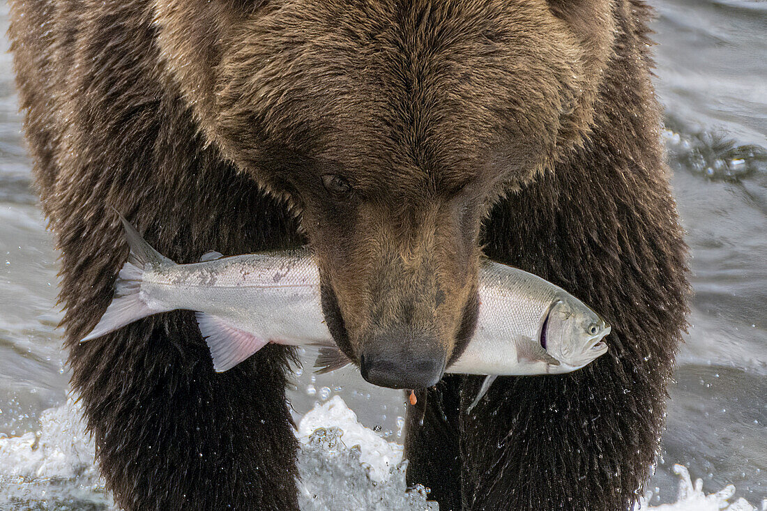 Alaska, Brooks Falls. Grizzley bear holding a salmon in its mouth.