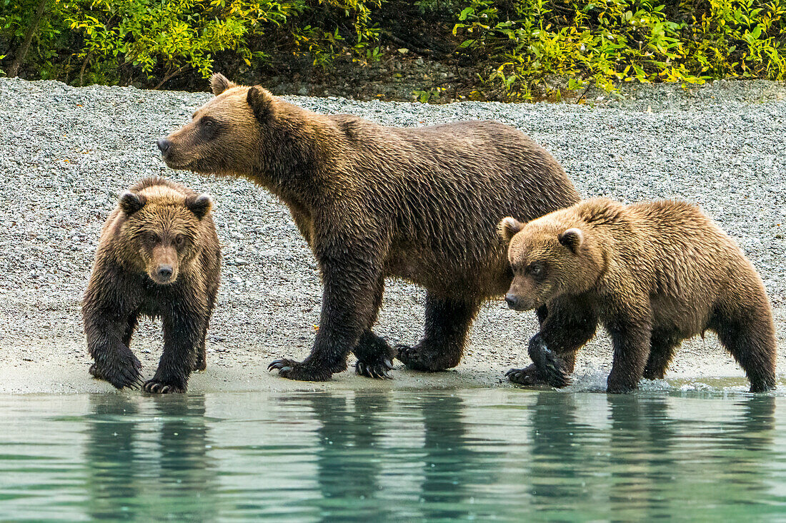 Alaska, Lake Clark. Mom and two cubs walking along the shoreline.