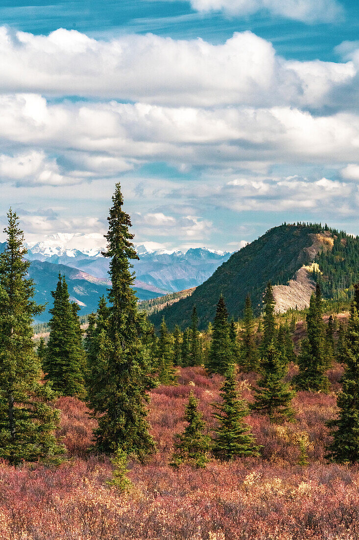 Alaska, Denali-Nationalpark. Herbstlandschaft mit Kiefern und Bergschnee.