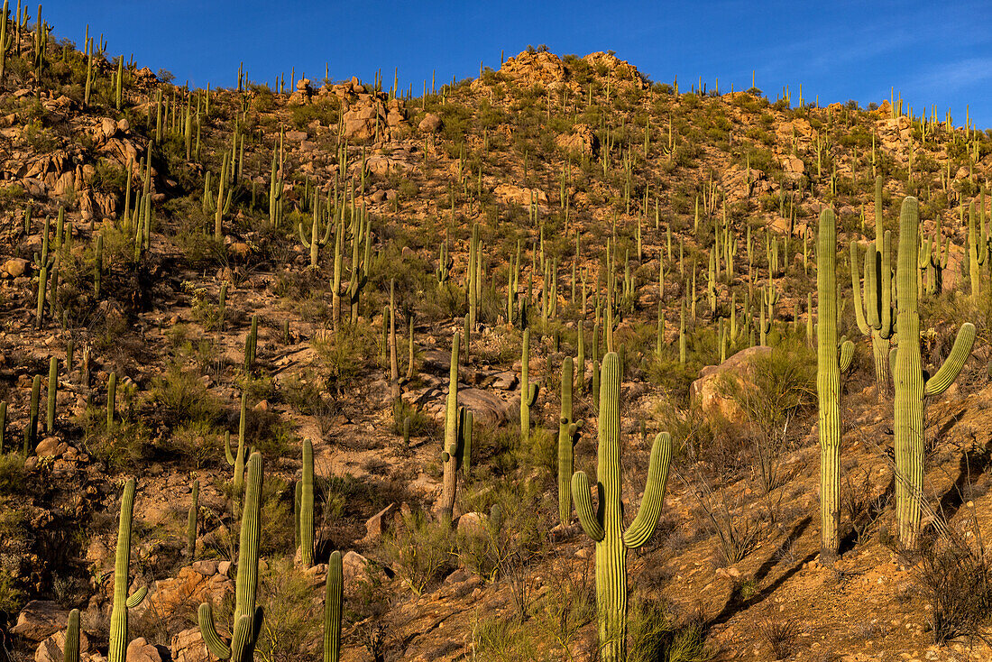 Saguaro-Kaktus entlang des Hugh Norris Trails im Saguaro National Park in Tucson, Arizona, USA