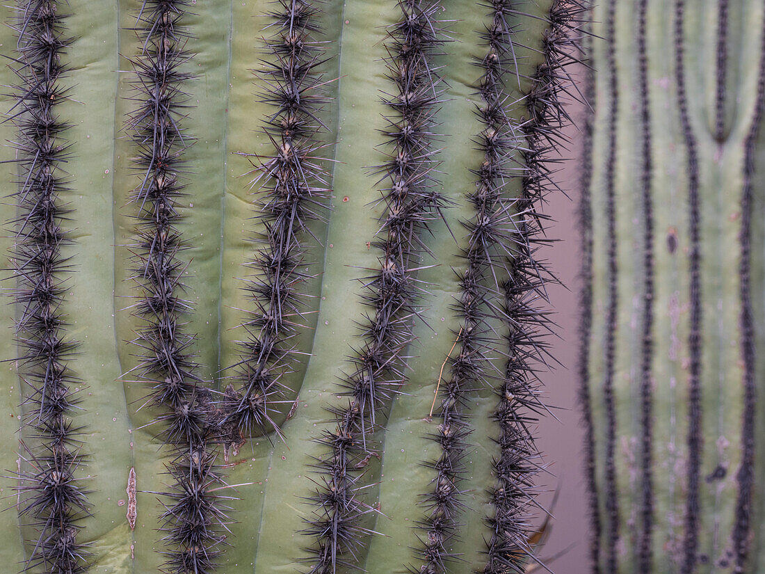 Usa, Arizona. Orgelpfeifen-Kaktus