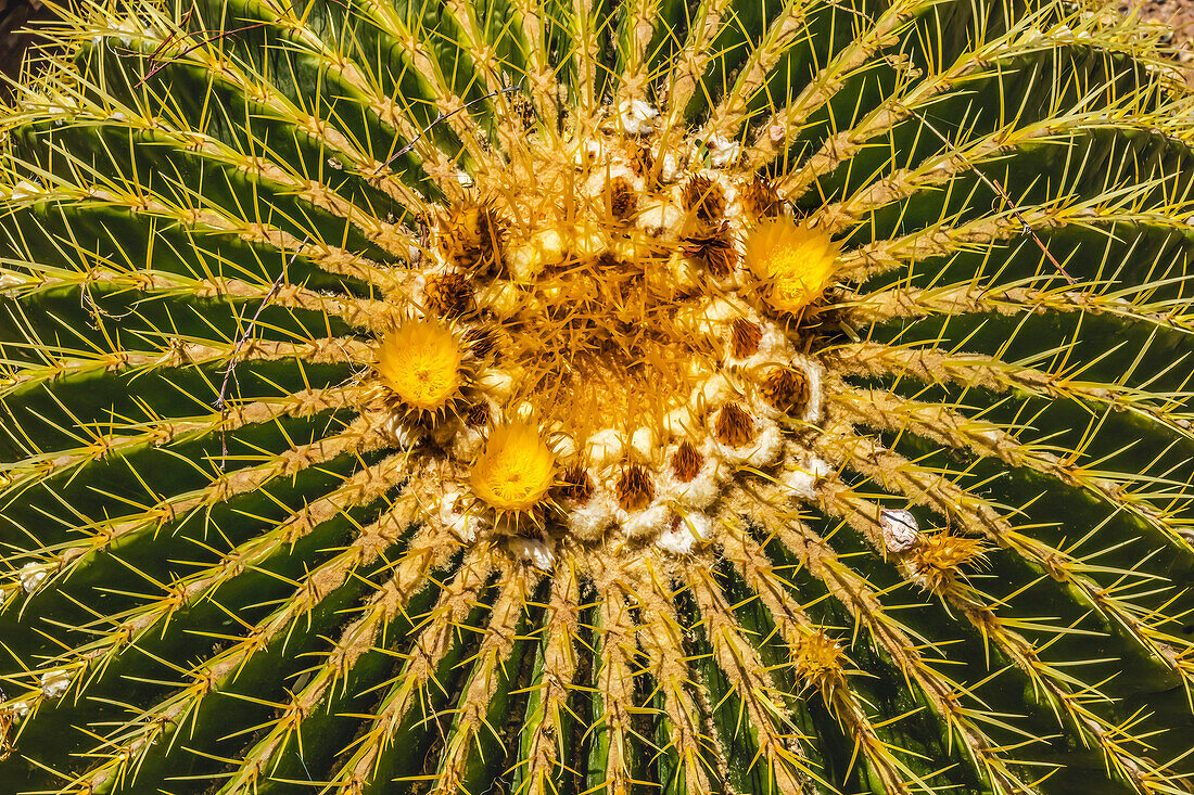 Gelbe Blüten des blühenden Goldfasskaktus, Desert Botanical Garden, Phoenix, Arizona.