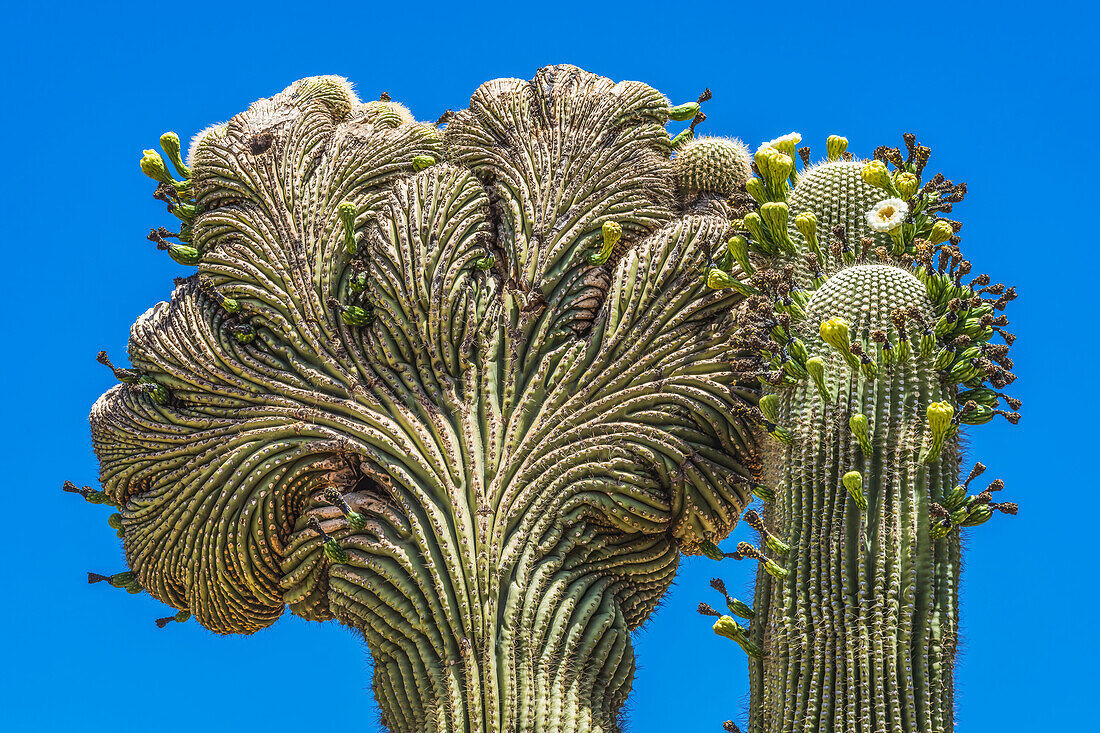 Blühender Schopfsaguaro, Wüstenbotanischer Garten, Phoenix, Arizona.