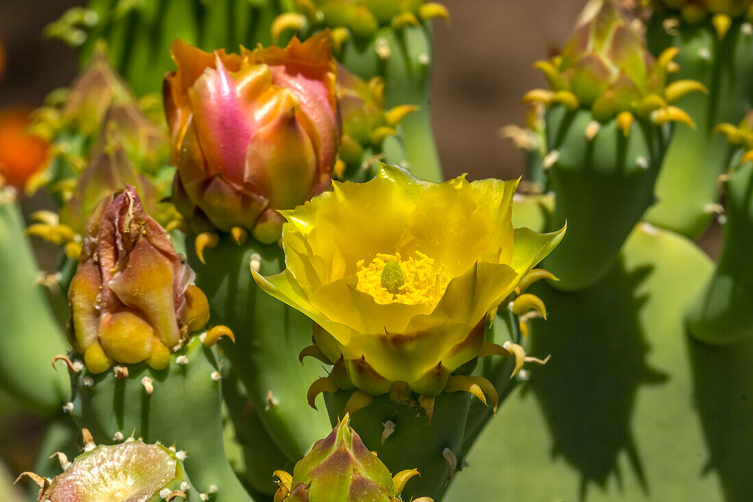 Blühender Feigenkaktus in der Ebene, Desert Botanical Garden, Phoenix, Arizona.