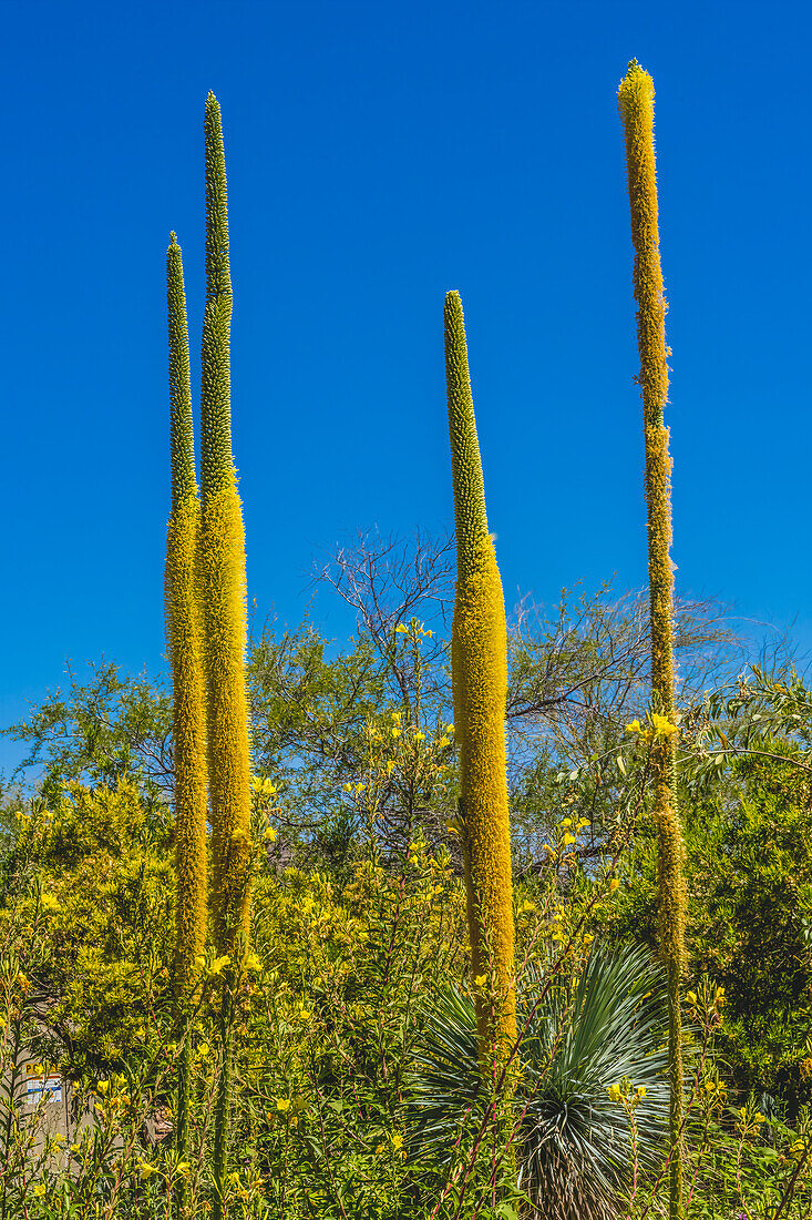 Blühende Fadenagaven, Desert Botanical Garden, Phoenix, Arizona.