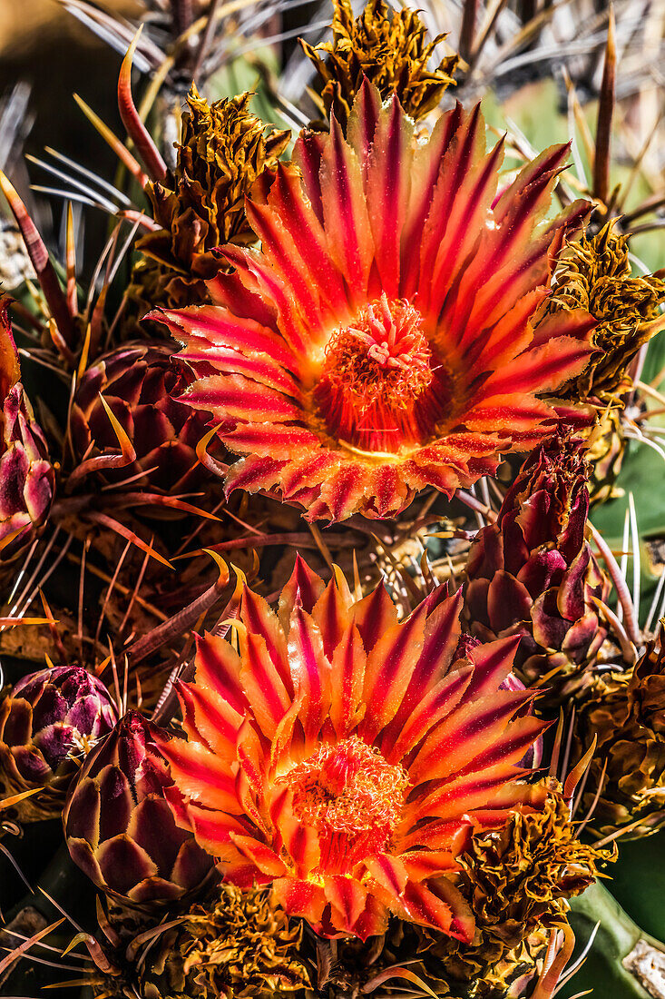 Red yellow blossoms fishhook barrel cactus blooming, Tucson Botanical Gardens, Tucson, Arizona.