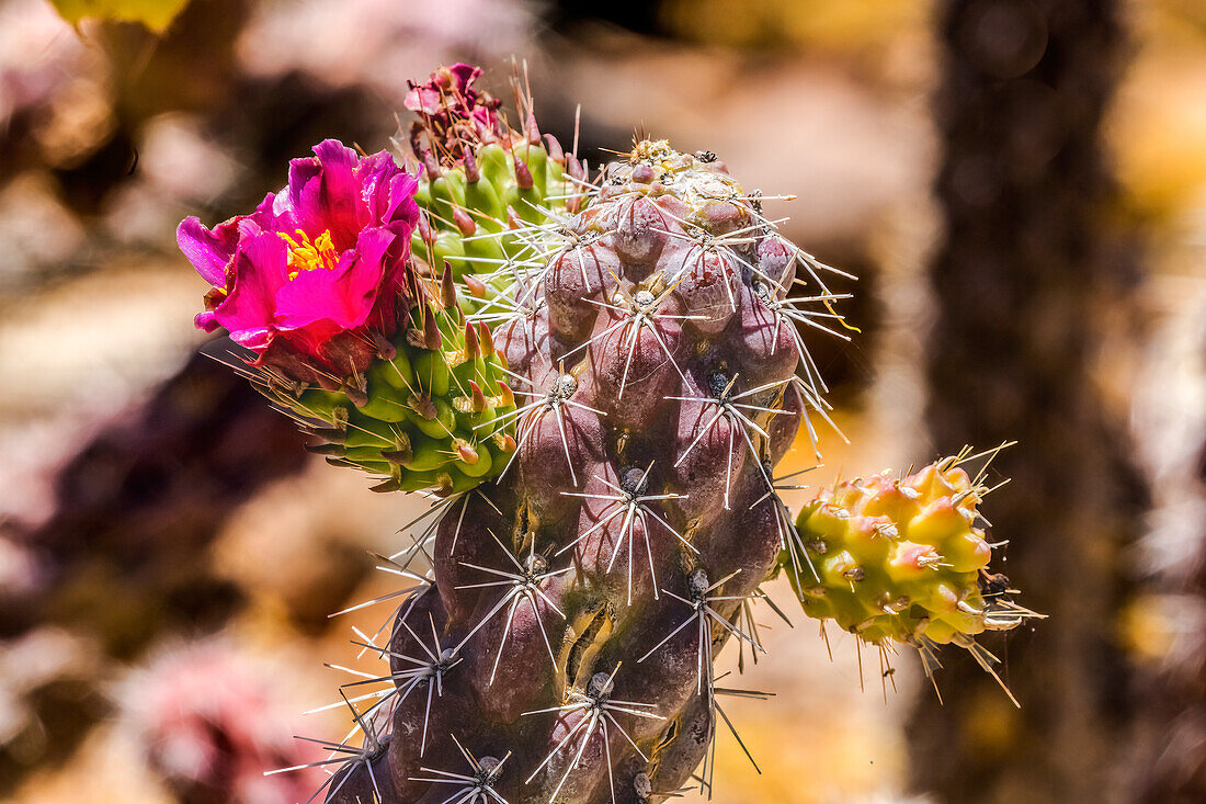 Pink blossom Cane Cholla Cactus, Sonora Desert Museum, Tucson, Arizona.