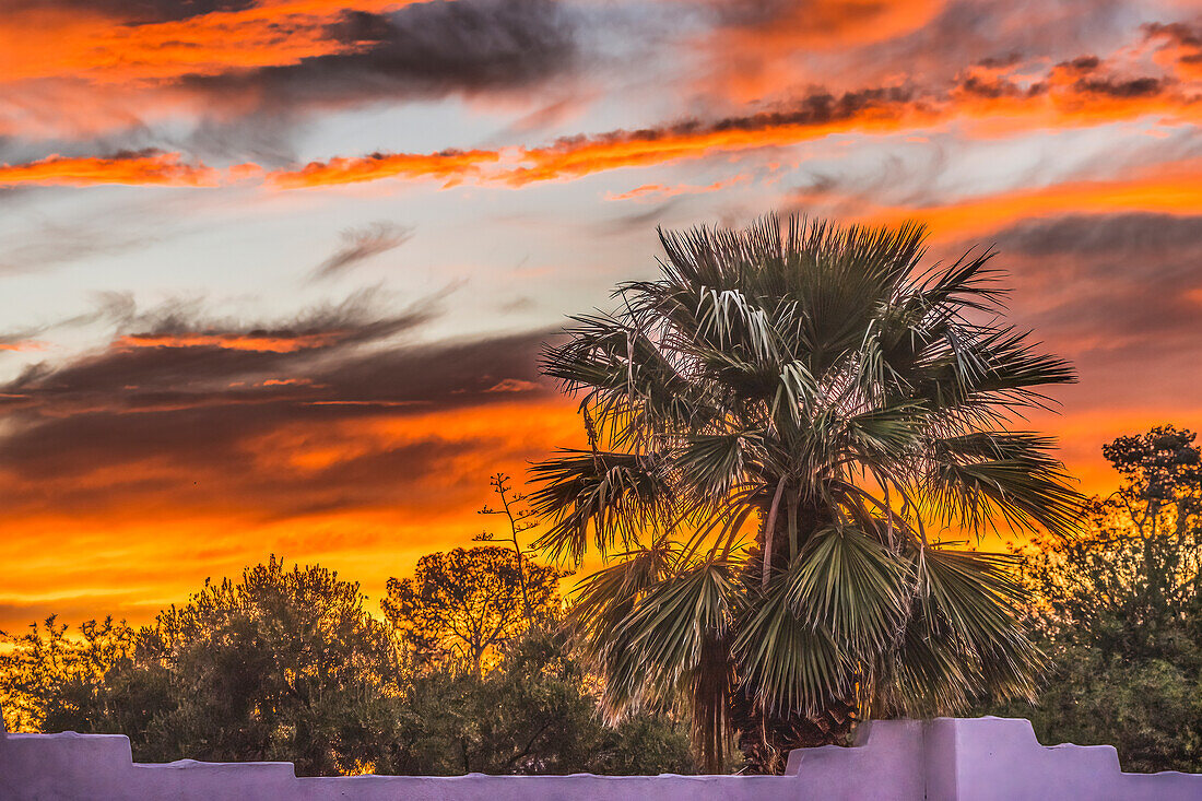 Palme im Sonnenuntergang, Tucson, Arizona. USA.