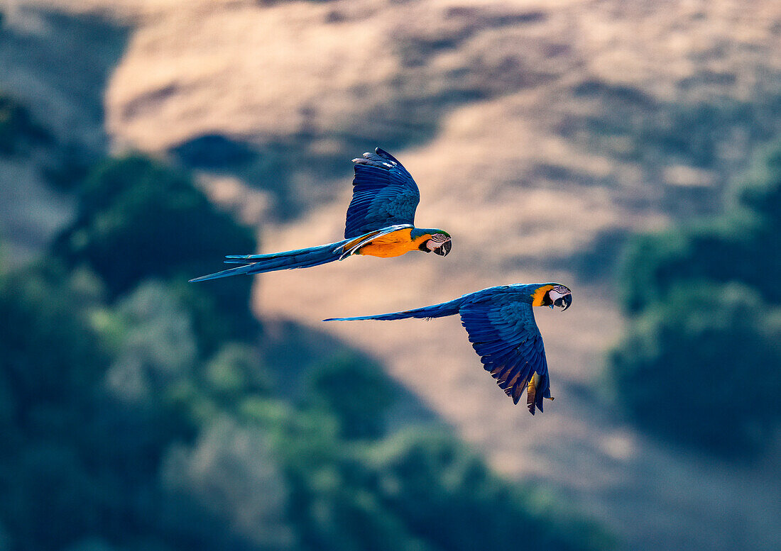 Captive blue and gold macaws fly together, Lotus, California, USA.