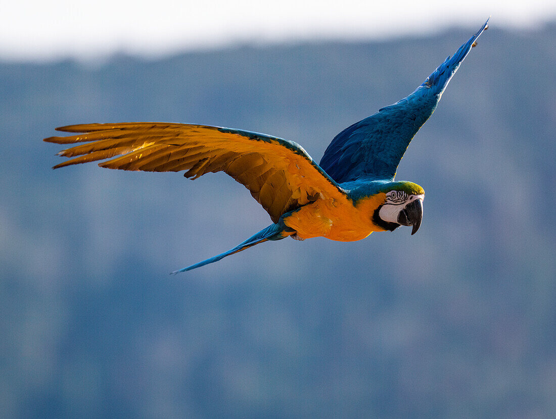 Captive blue and gold macaw flying in Lotus, California,