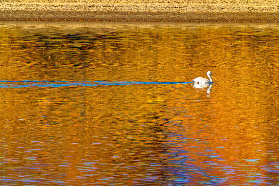 USA, Colorado, Loveland. American white pelican swims in Donath Lake.