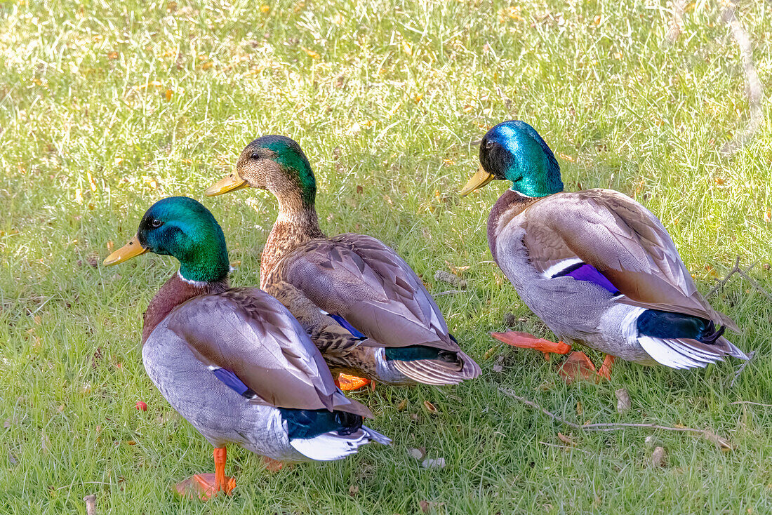 USA, Colorado, Fort Collins. Three mallard drakes in grass.