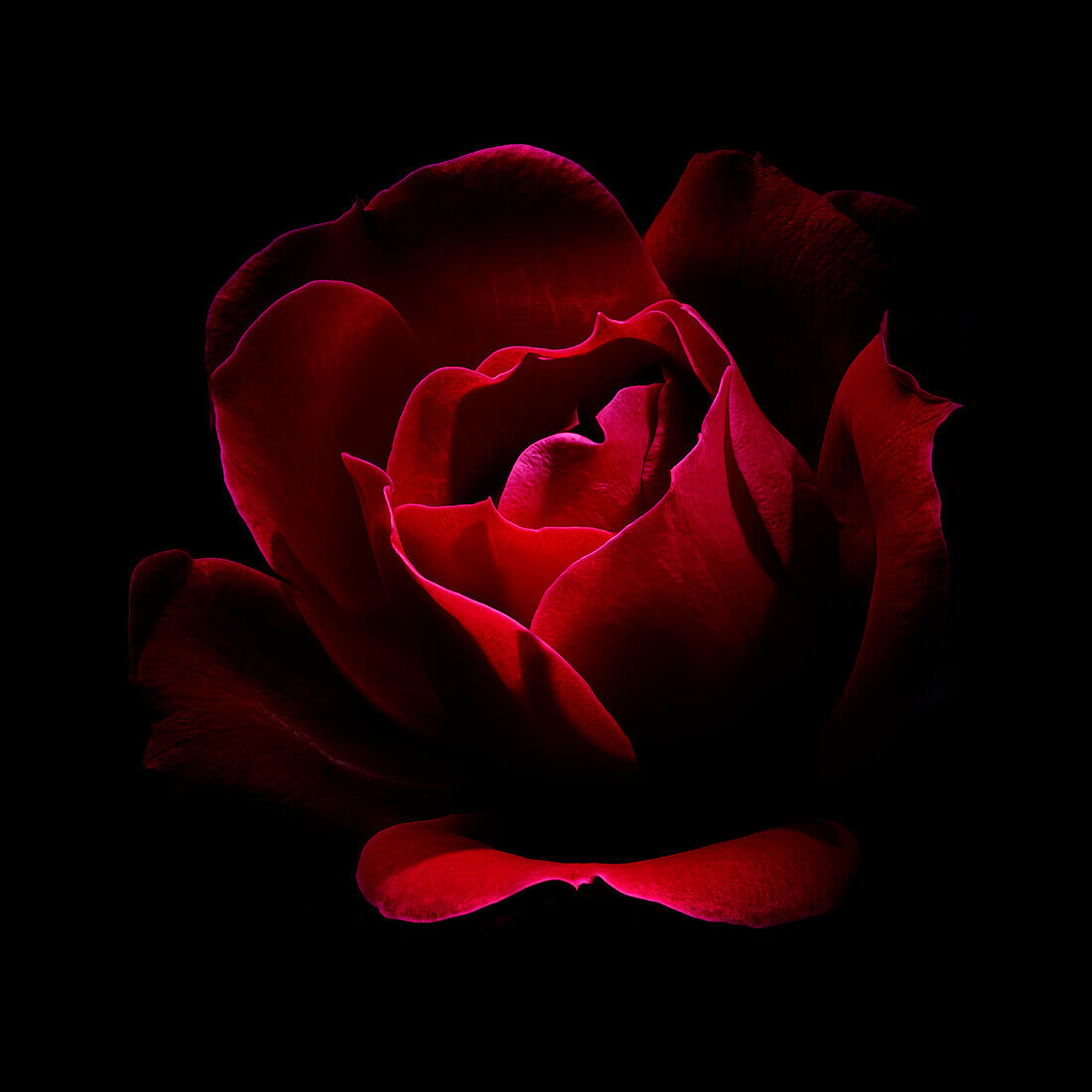 USA, Colorado, Fort Collins. Red rose flower close-up.