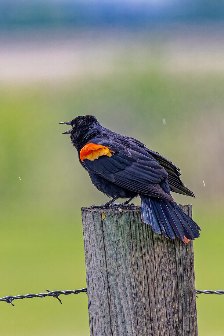 USA, Colorado, Fort Collins. Male red-winged blackbird calling for a mate.