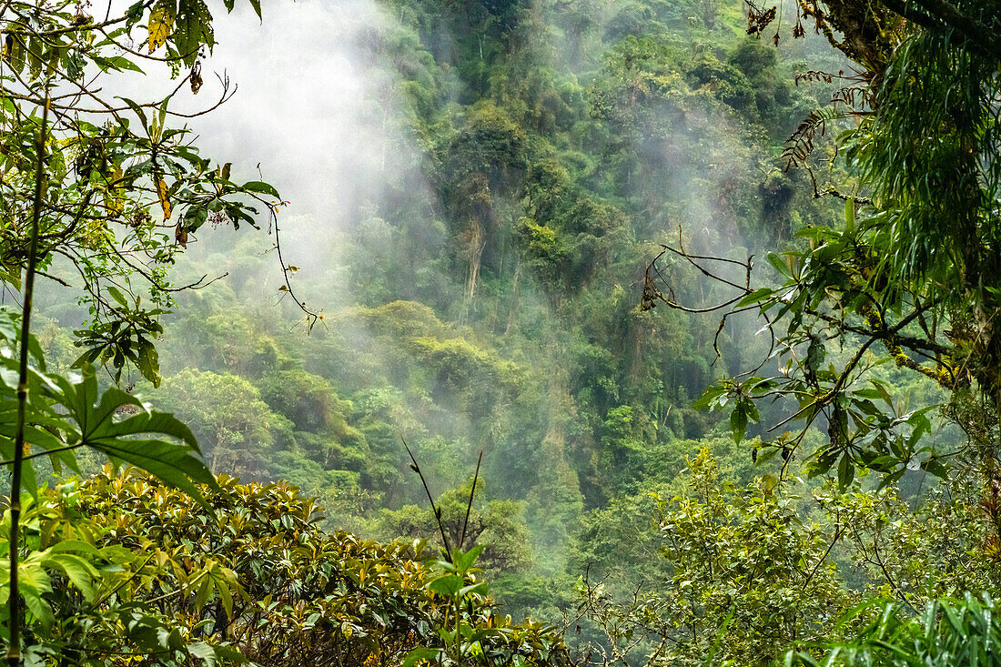 Ecuador, Guango. Wolke in Dschungellandschaft.