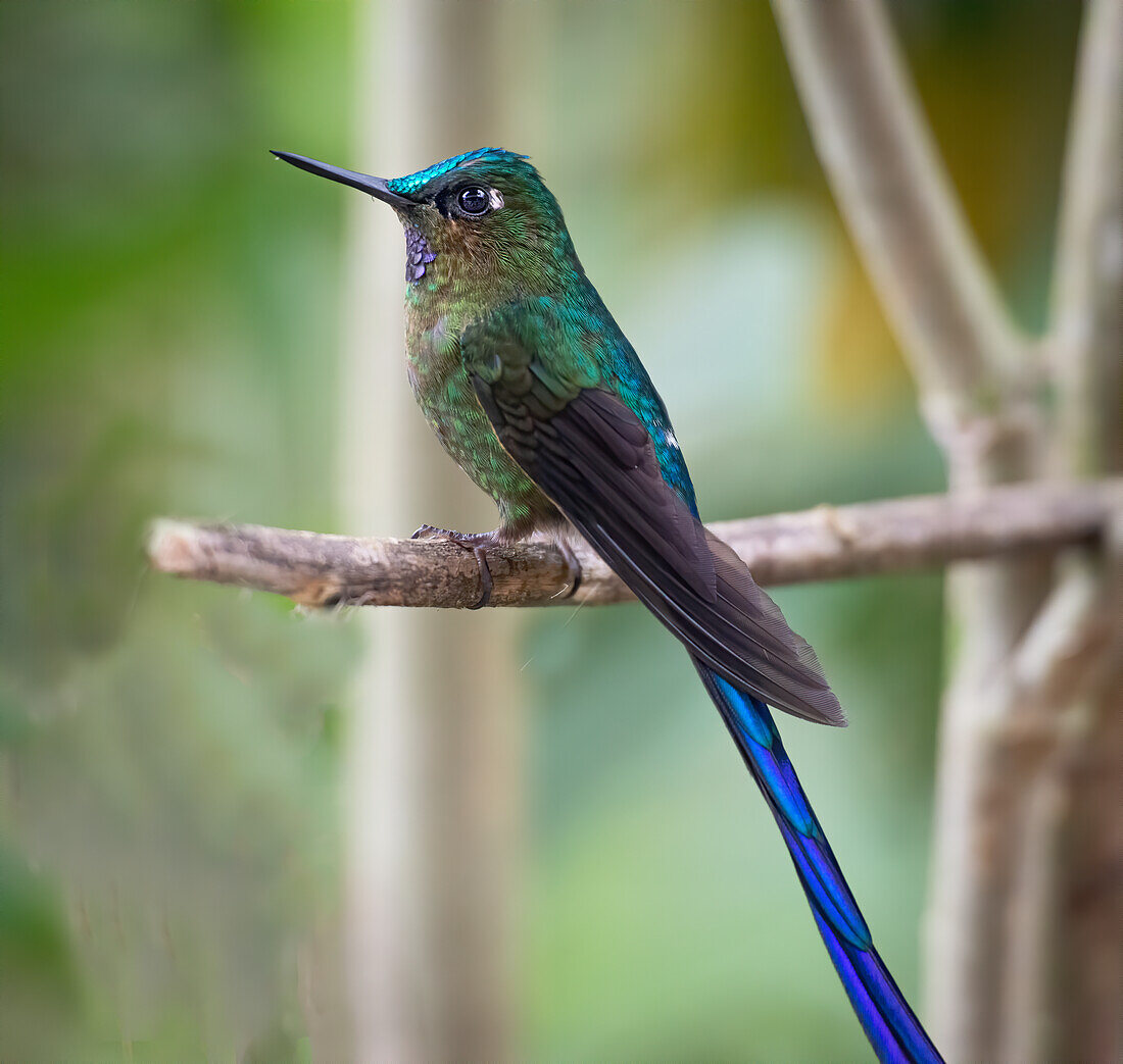 The long tailed sylph a showy Cloud Forest hummingbird.