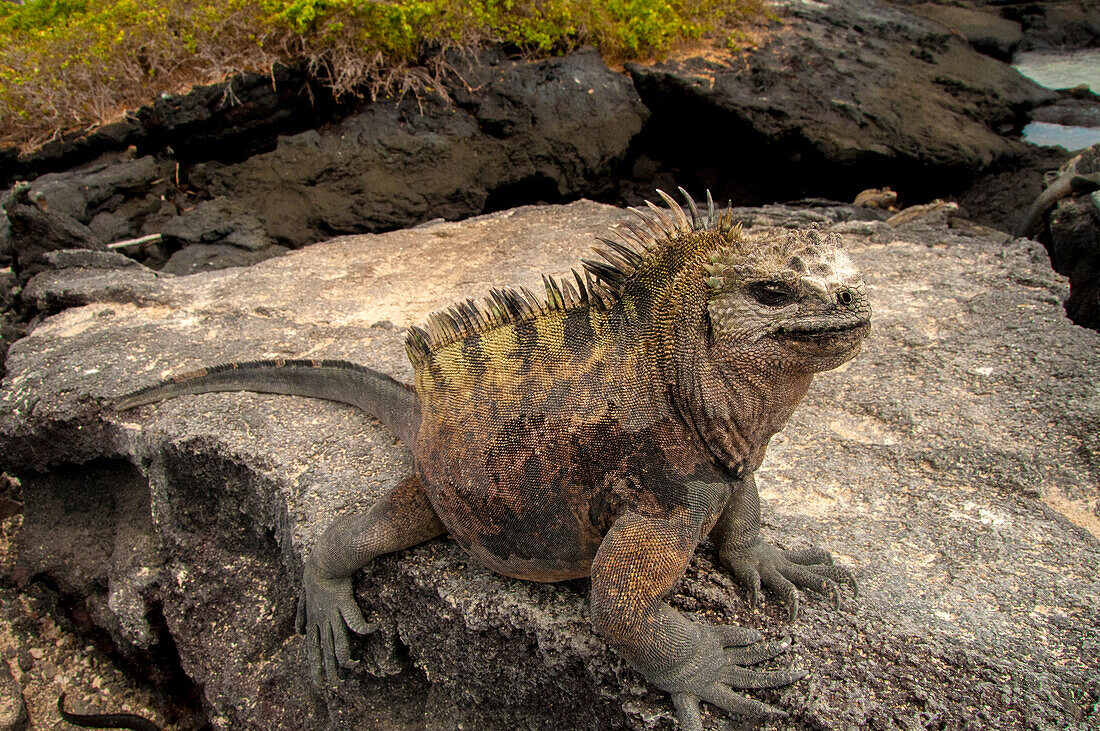 Ugly marine iguana on Fernandina Island was the model for the Godzilla movies.