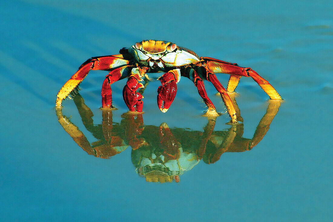 Full-frame of a sally-lightfoot crab with reflection.