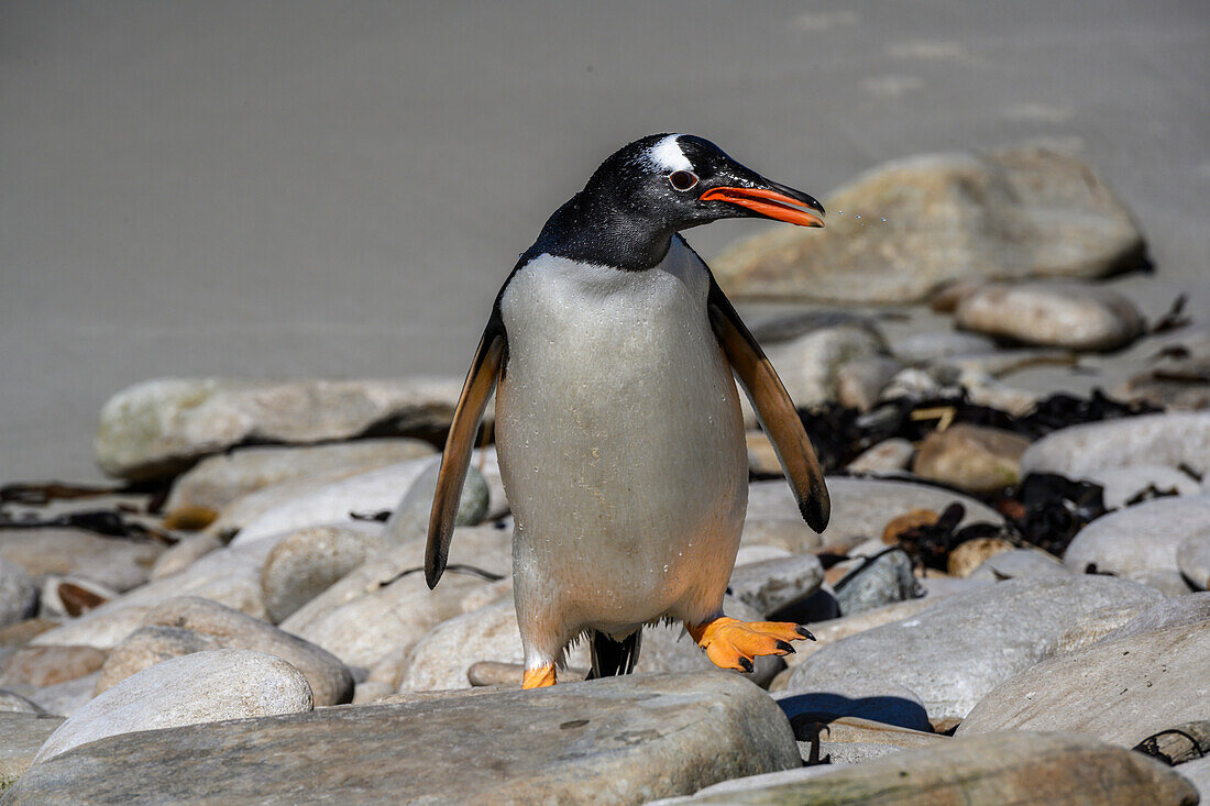 Falkland Islands, Gentoo Penguin climbs onto the beach.