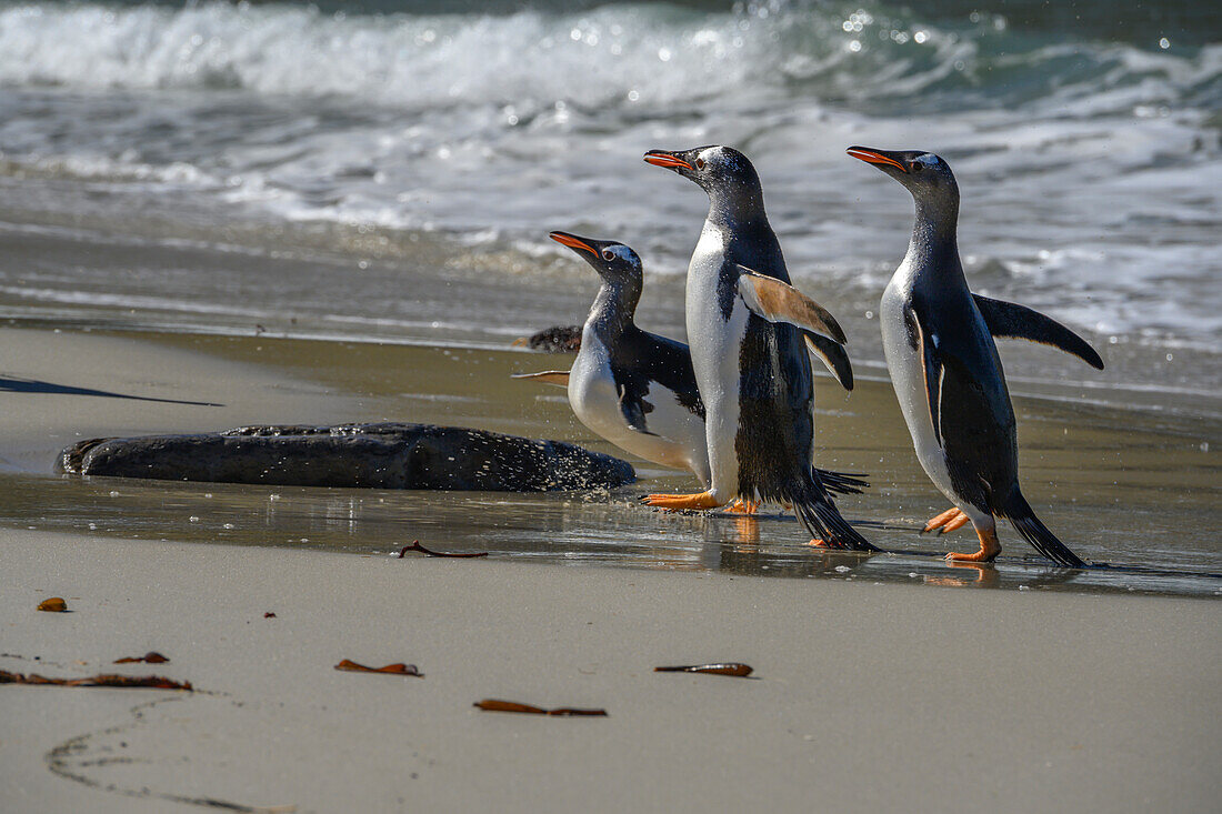 Falkland Islands, Gentoo Penguins marching onto the beach at water's edge.