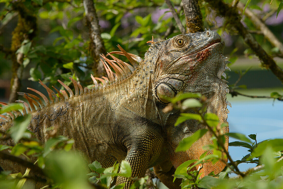 Costa Rica, iguana