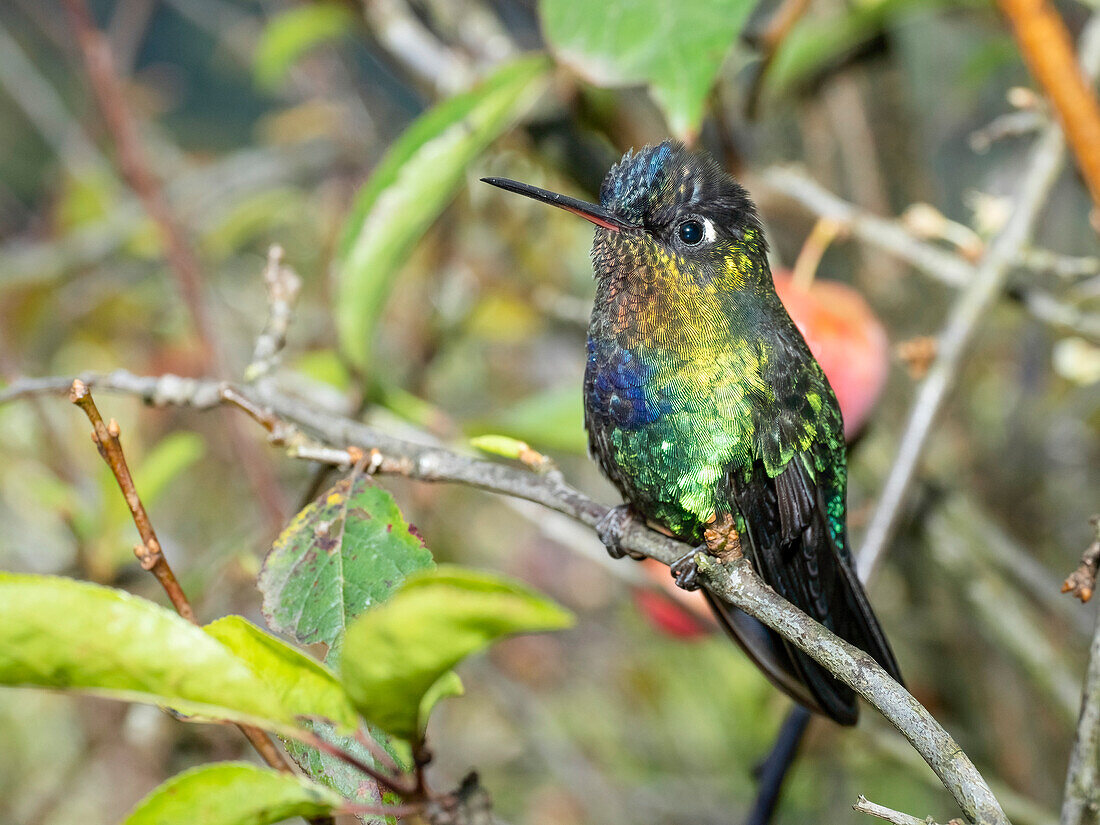 Feuerkehl-Kolibri, Costa Rica, Mittelamerika