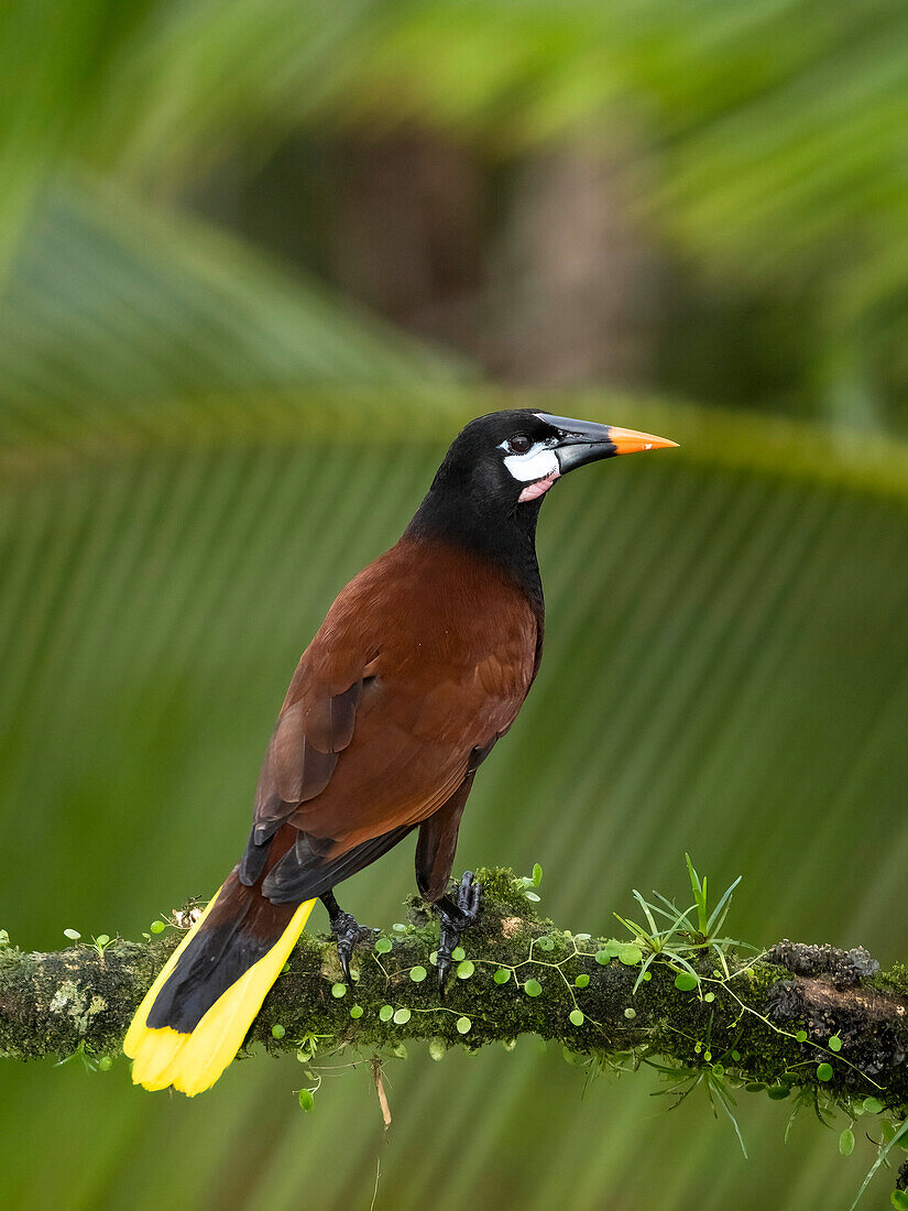 Montezuma oropendola, Costa Rica, Mittelamerika